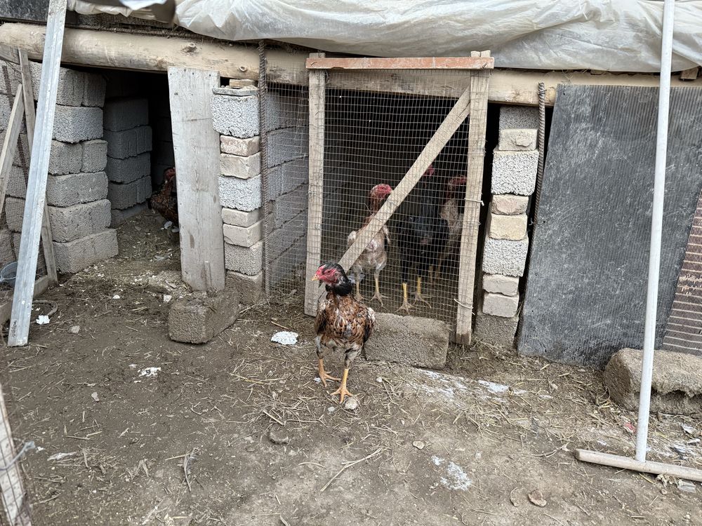 dakan tovula sotiladi boboqi zoti shamo turk giprit narxi oziga qarap