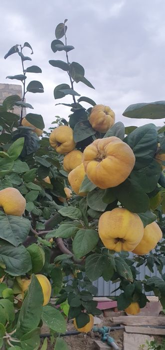 Айва сочная местная, плоды крупные