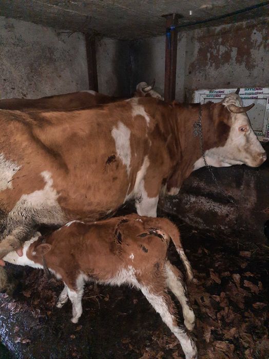 Vand vacă de trei viței fatata de o săptămână.