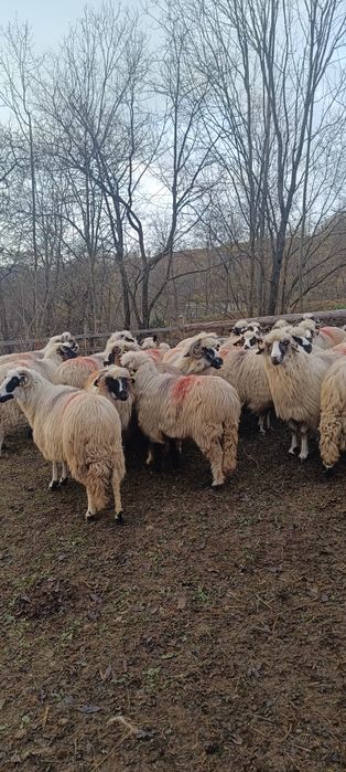 De vânzare oi și câini