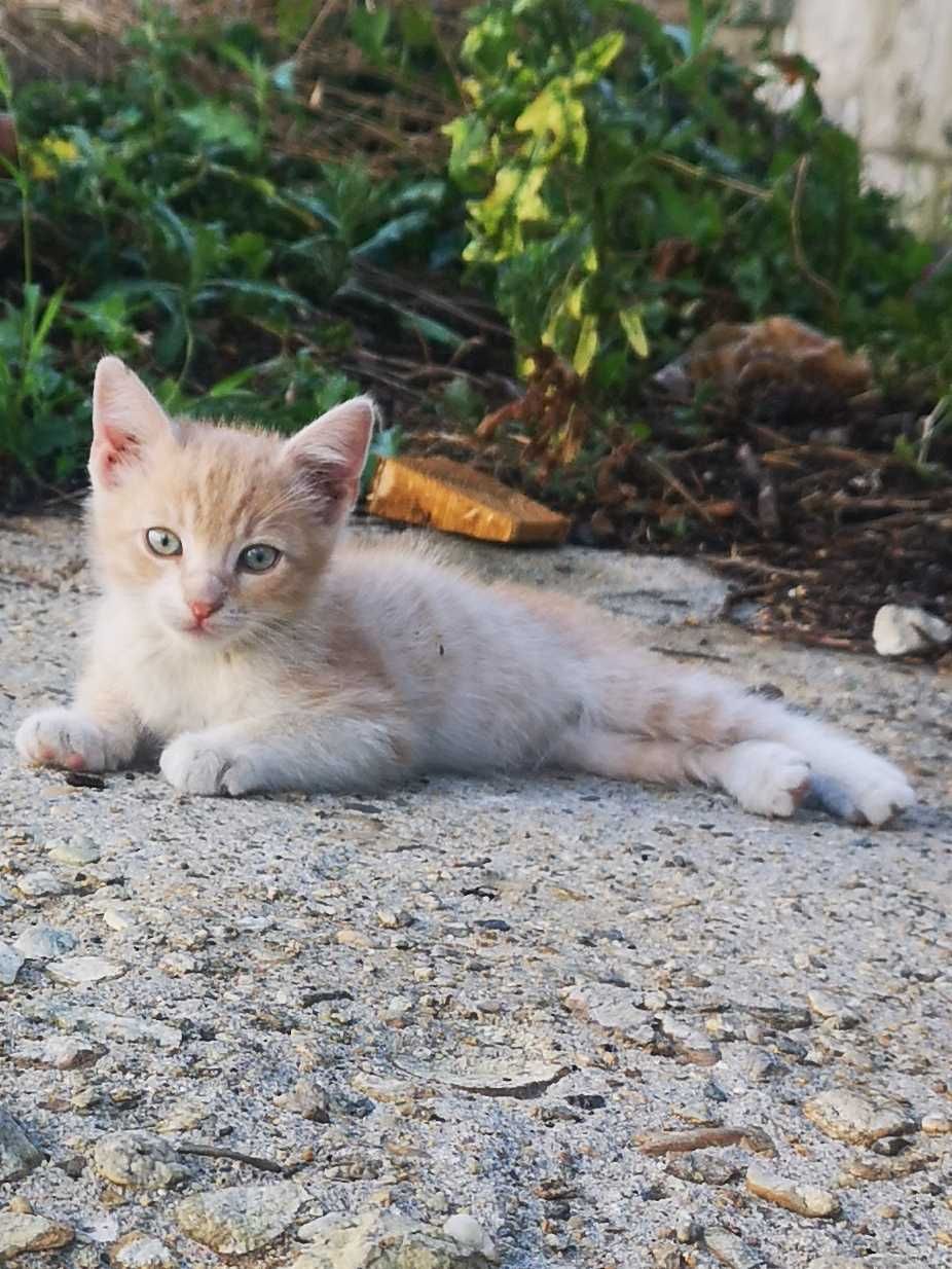 Подаряват се котенца