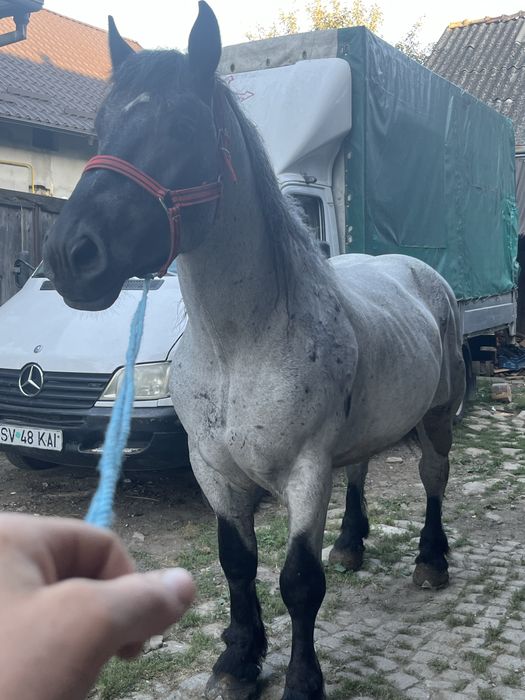 De vanzare harmasar de 4 ani garantat de ham