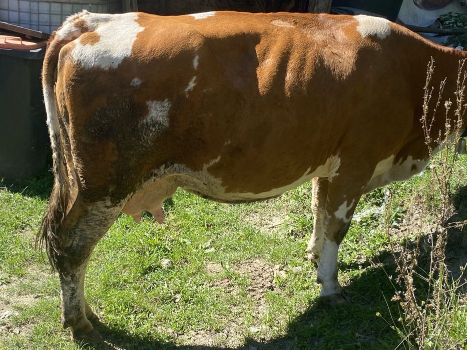Vaca tinara buna de lapte