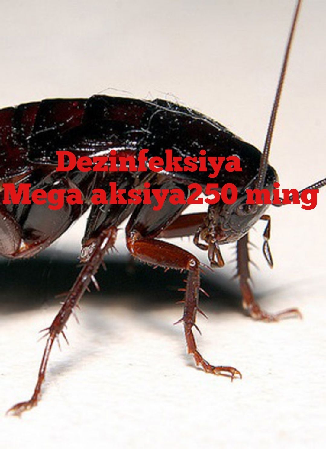 Dezinfeksiya  Dezinfeksiya tarakan дезинфекция тараканов 24/7