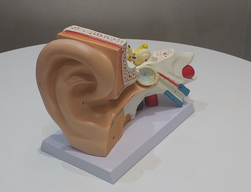 Ухо уха человека муляж Ear model кулок макети лор