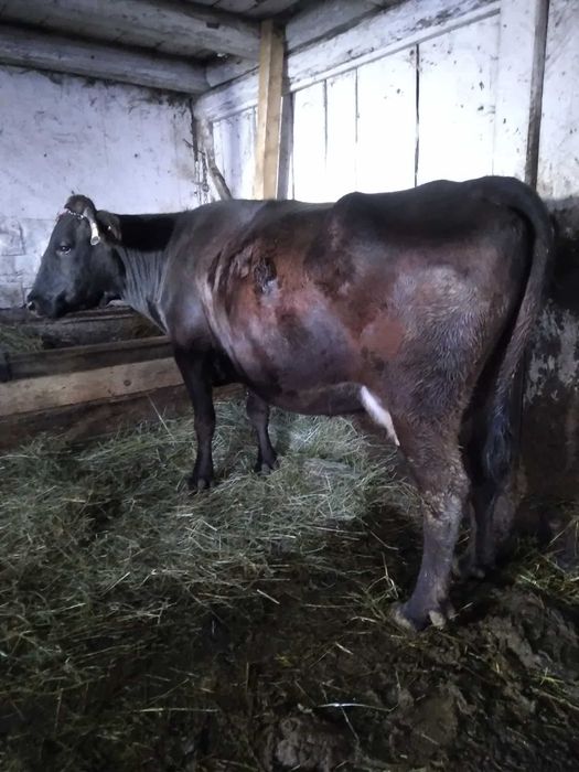 Vand vaca gestantă si cu lapte