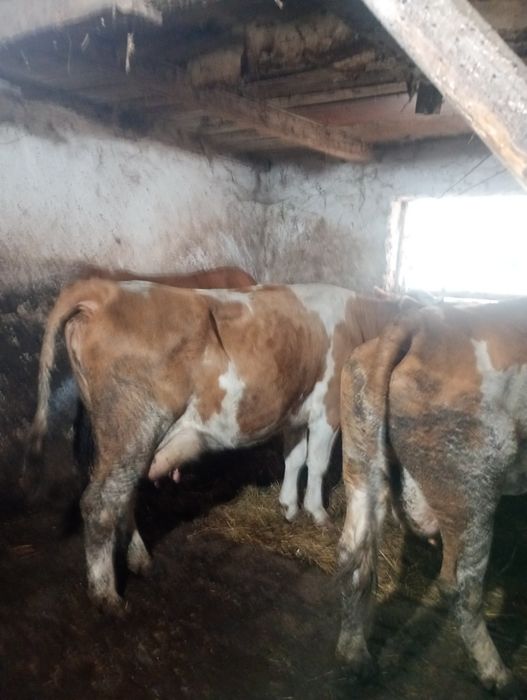 Vaci și vitei  de vânzare