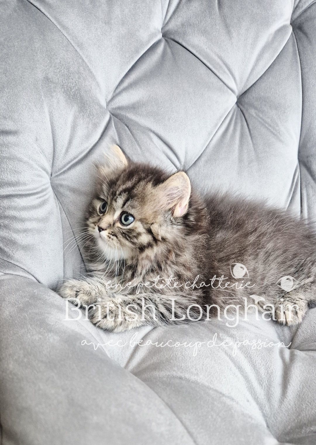 British Longhair Silver Tabby Golden Tarnish, Pedigree, Mascul