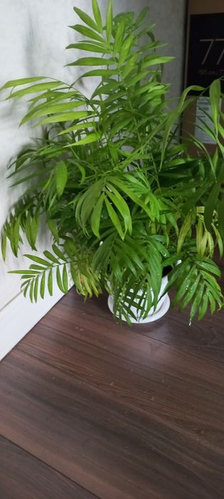 Продам комнатное растение хамедорея