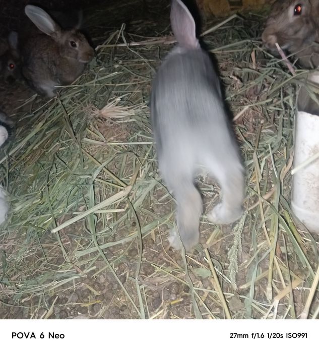 Quyonlar bor sotiladi 7ta bolasi bilan