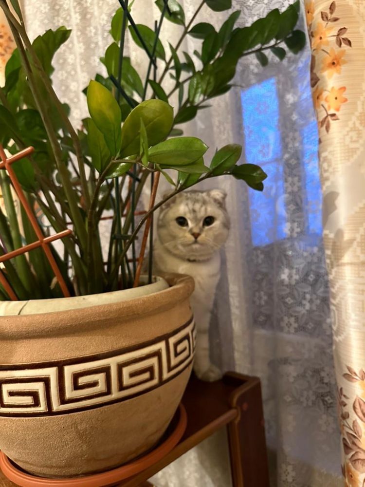 Вязка .Чистокровный кот британская шиншила