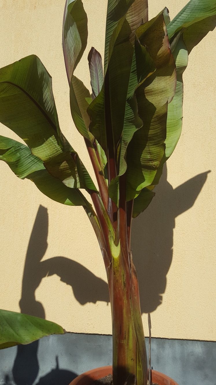 Banan rosu deosebit planta exotica rara si frumoasa