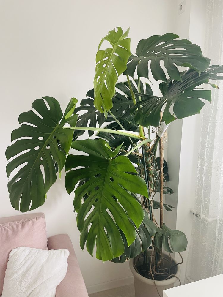 Planta Monstera 1.8metri