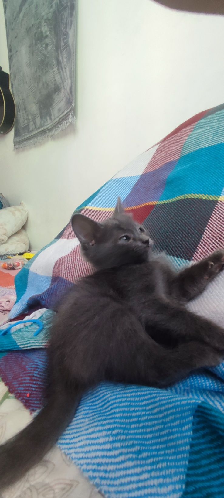 Котенкам 2 месяца