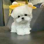 Bichon maltez mini toy