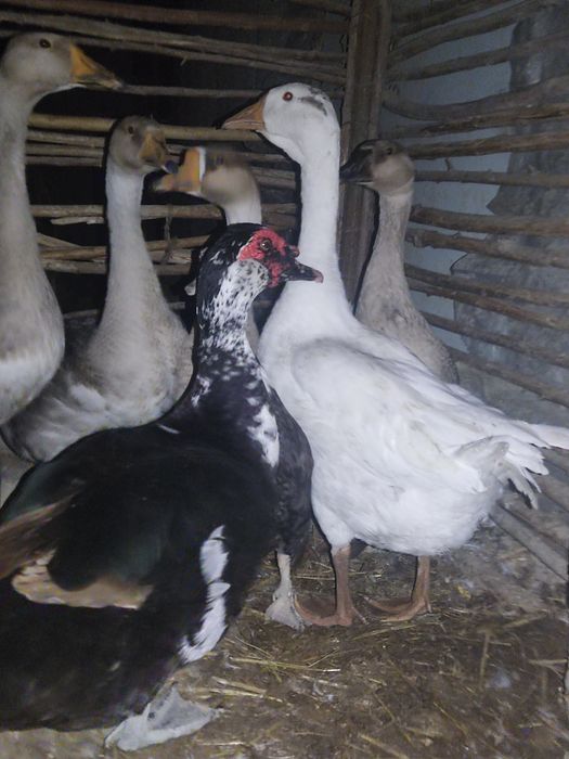 Gʻozlar sotiladi
