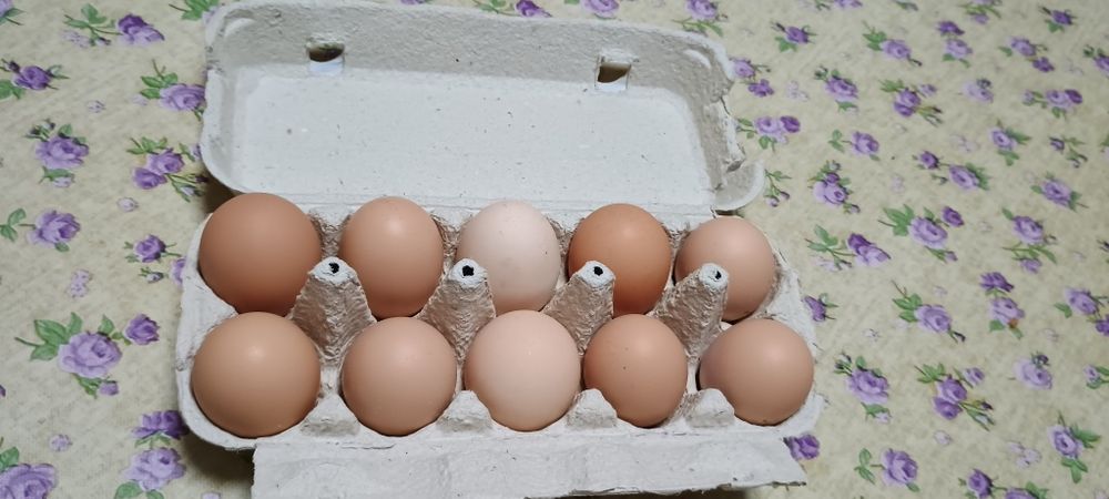 Oua de găină de vânzare