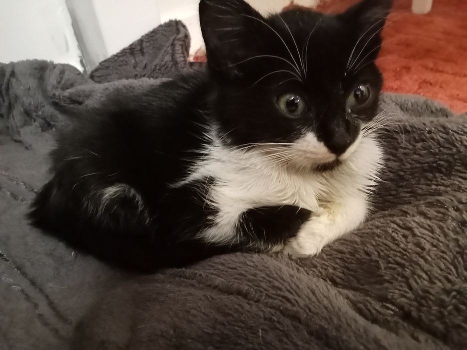 Подарявам мъжко коте