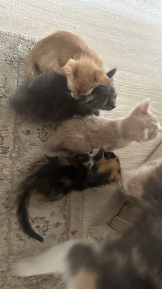 Кошка, Котята мысықтар