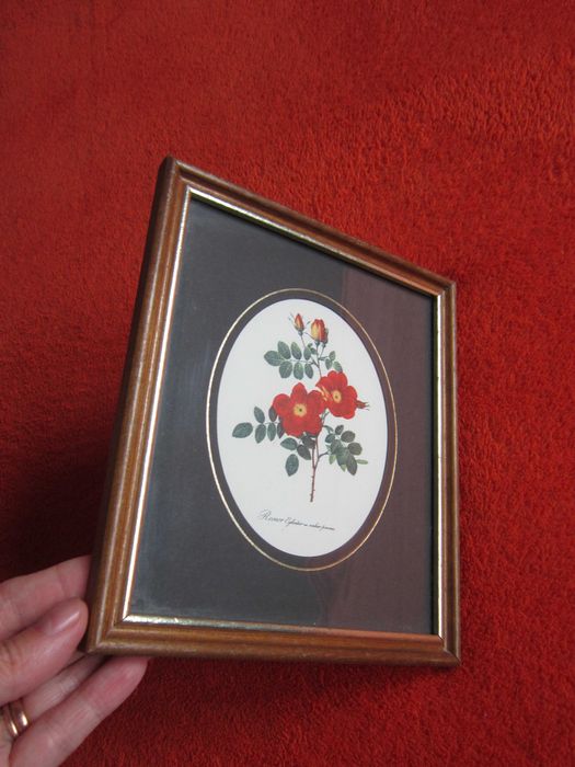 cadou deosebit si rar Rosa eglanteria Franta 1940 botanic