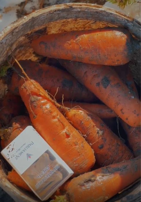 Морковь (сорт Каскад)