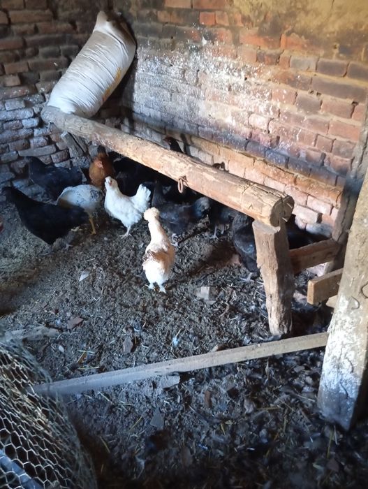 Găini și puicuțe de vanzare