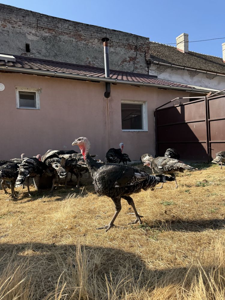 Vând curcani tineri de carne – rasă Bronzat American