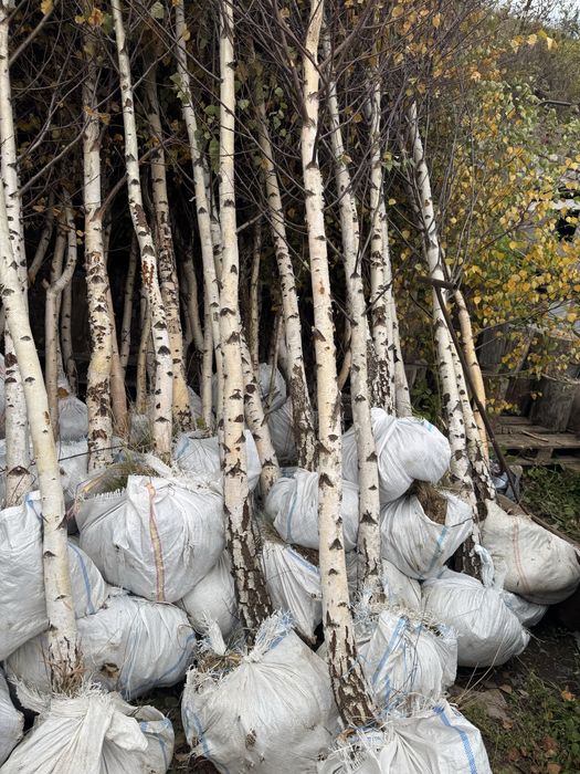 Mesteacan alb decorativ