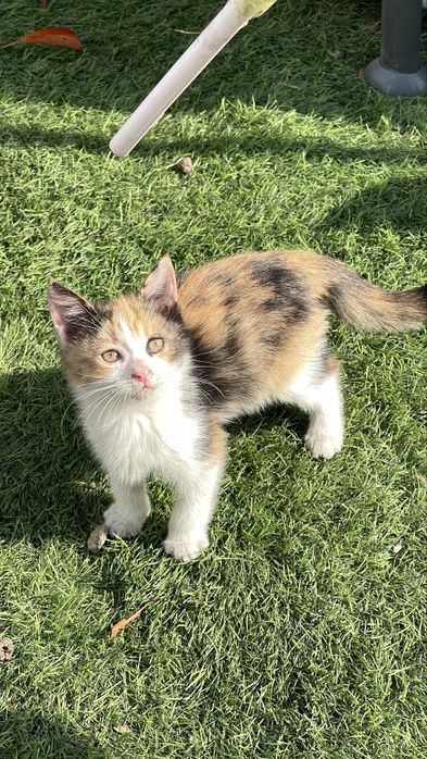 Котята бесплатно