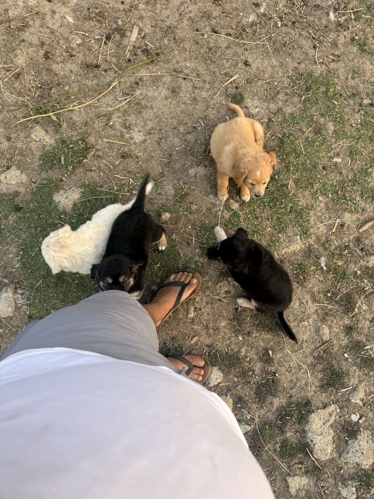 Donez căteluși, 6 saptamani!