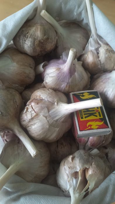 Продам крупный домашний чеснок 1 кг - 3000тг