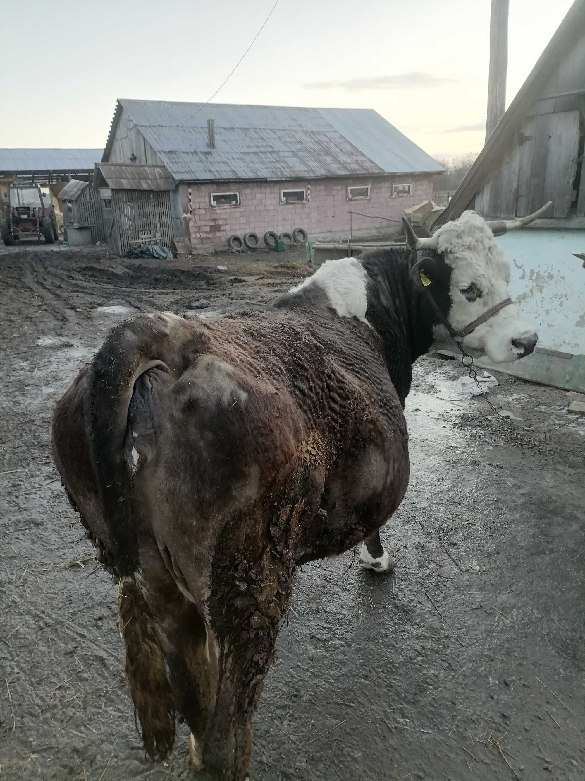 De vanzare vaca gestanta
