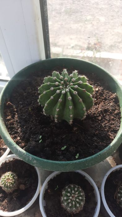 Кактусы продаю...