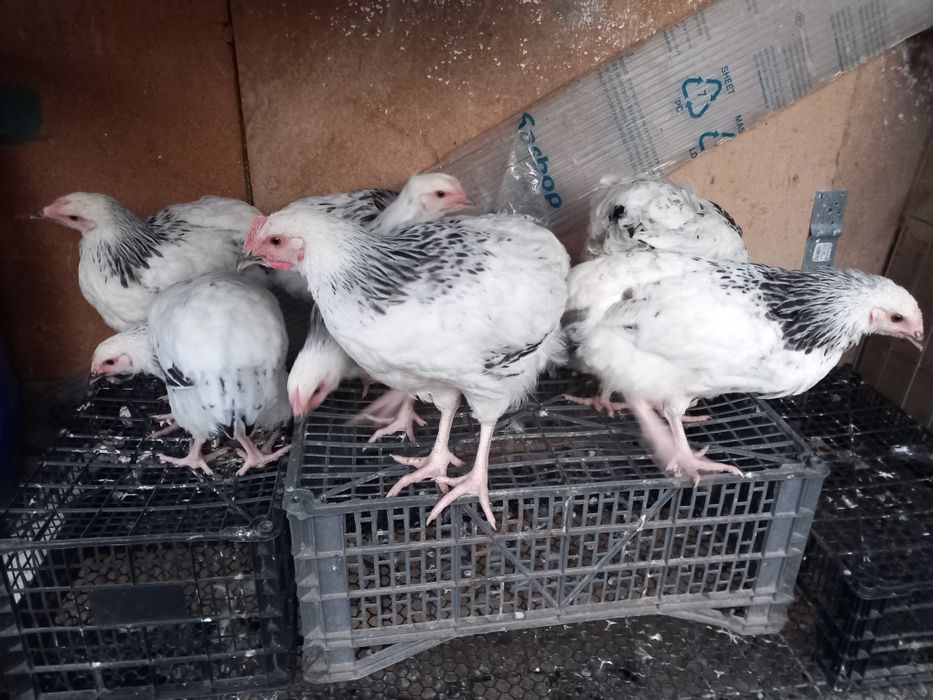 Gaini sussex foarte frumose