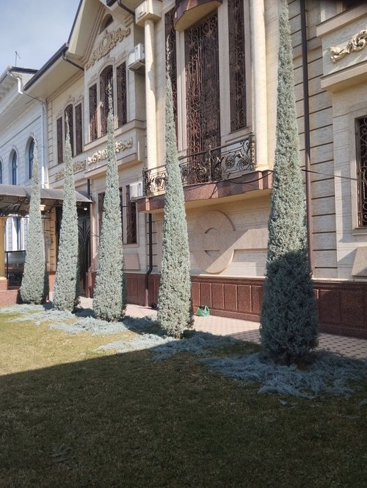 Archa kesish dorilash va gazon bogʻbon chilik ikkish xizmati