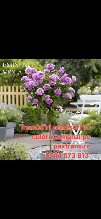 Mesteacan alb.Afin canadian Amalanchier Aronia.Castan.Tei.Soc.Corn.>RO