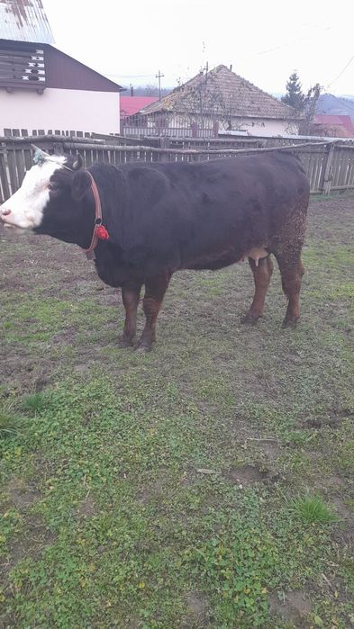 Junica cu vitica de vânzare