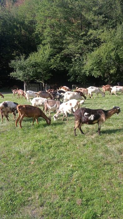 Vand 15 capre gestante cu tap anglonubian