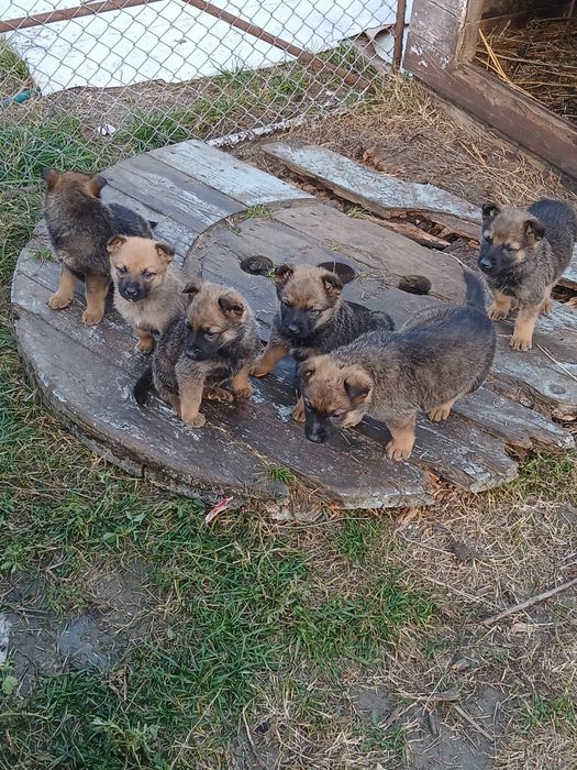 Donez căței de 2 luni