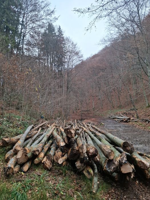 Lemn foc fag carpen mesteacan