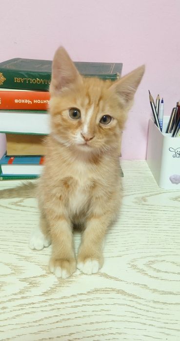 Продаётся рыжий котёнок