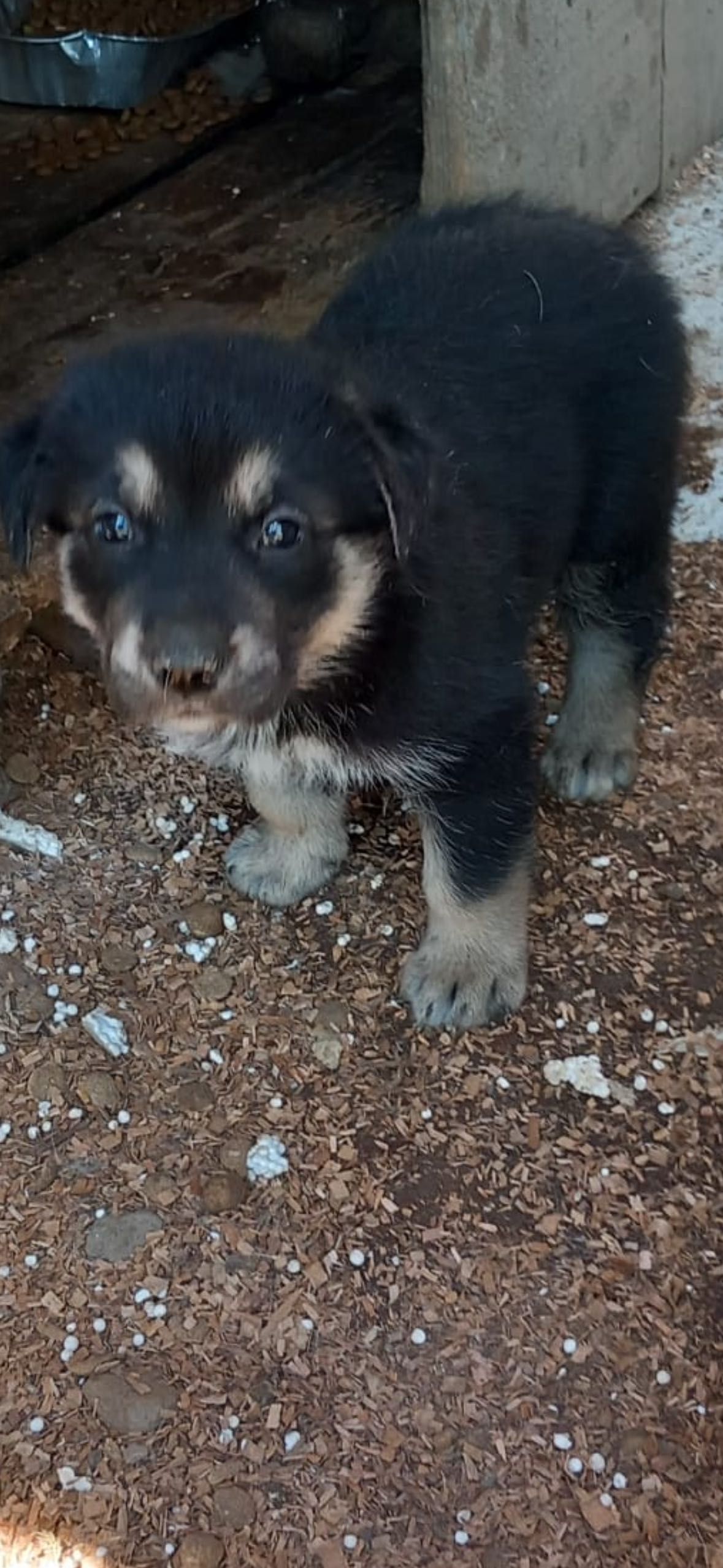 Donez catel labrador