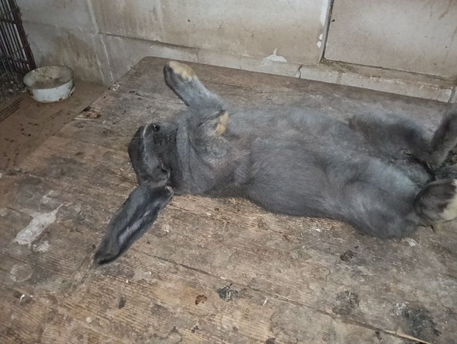 Vând/schimb iepuriță de bg 8 luni