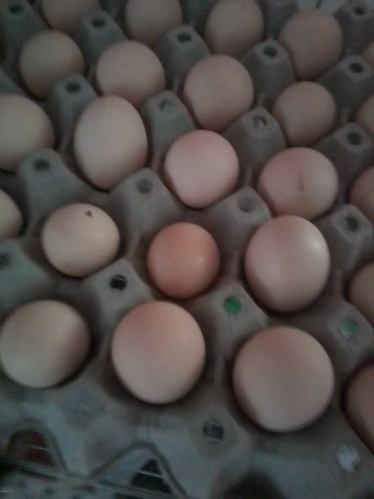 Продавам яйца от бели и черни Копринка и от фазани