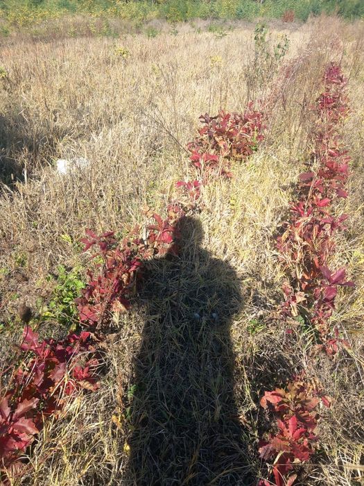 Vând puieți de stejari cu frunze complet roși