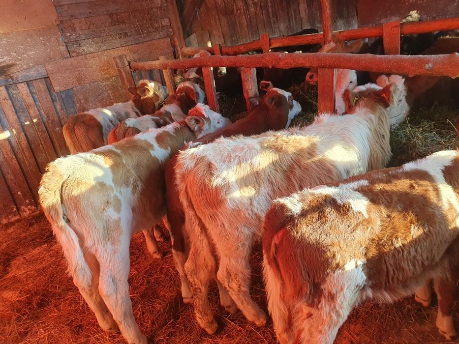 Vand vitei si vitwle