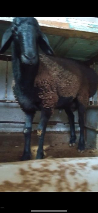 Sõyishga ikkita qõy sotiladi