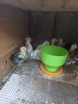 Дамашни жужалар сотилади