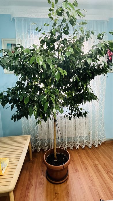 Цветы фикус 2.5метр