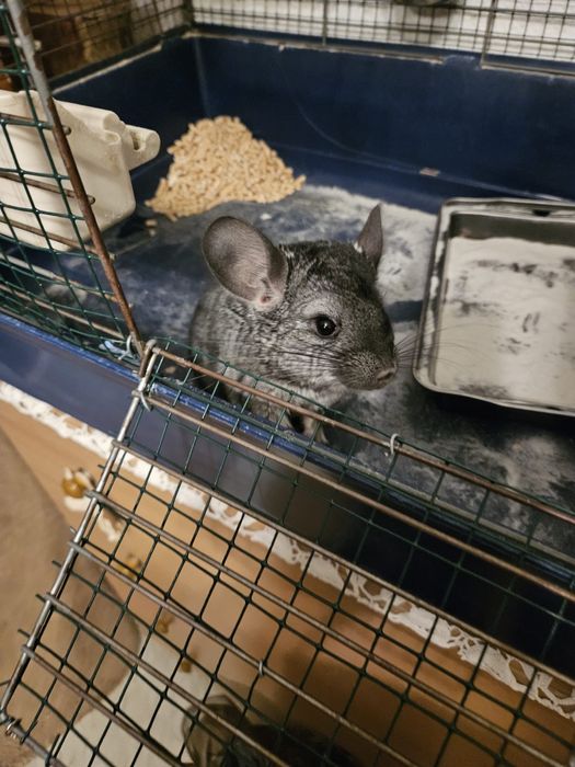 Vand pui chinchilla/sinsila